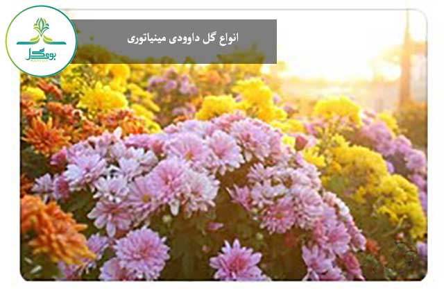 گل داوودی مینیاتوری را چگونه بکاریم؟ |